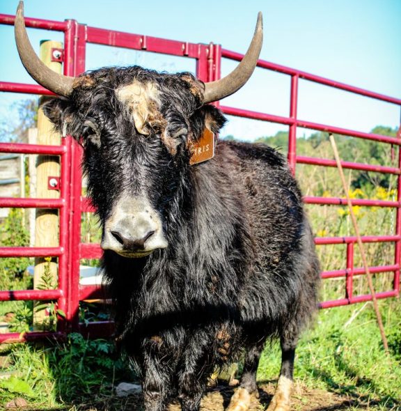 Yak